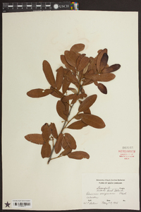 Quercus virginiana image