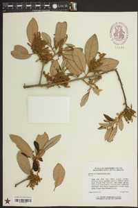 Quercus virginiana image