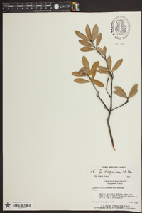 Quercus virginiana image