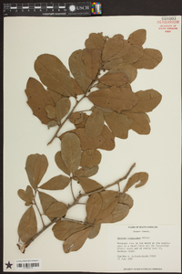Quercus virginiana image