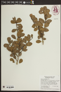 Quercus myrtifolia image