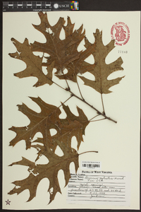 Quercus palustris image