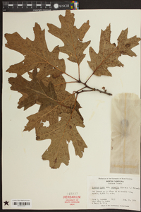 Quercus rubra var. borealis image