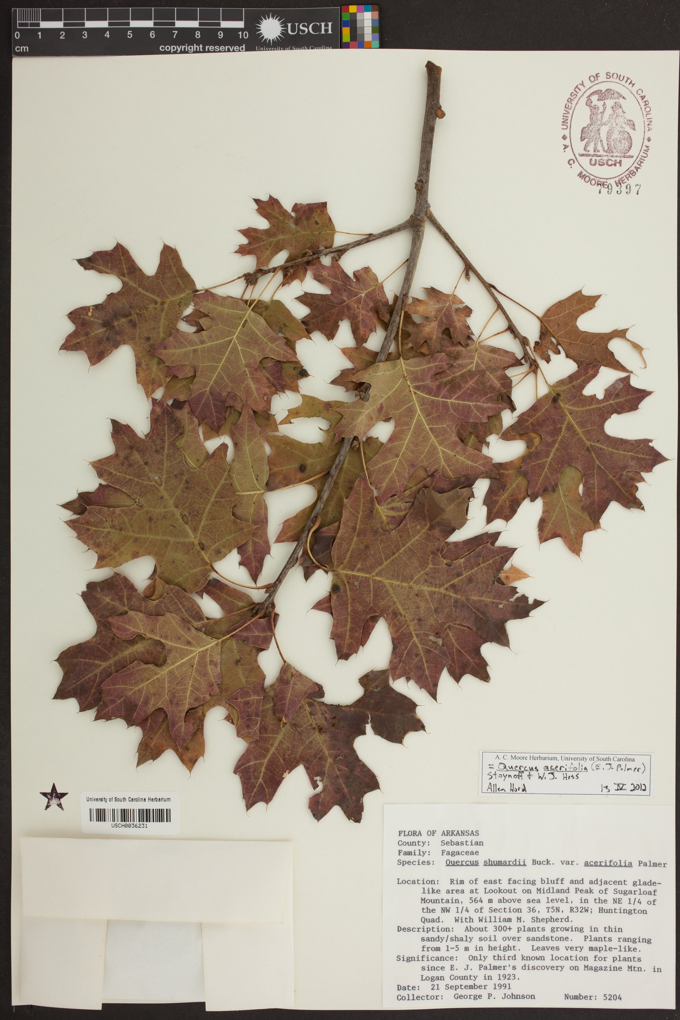 Quercus shumardii var. acerifolia image