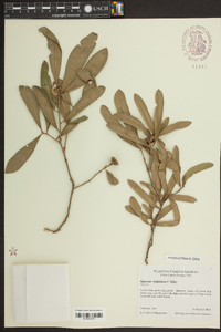 Quercus virginiana image