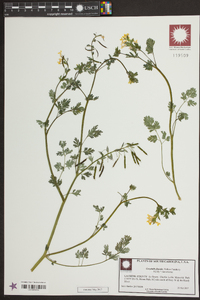 Corydalis flavula image