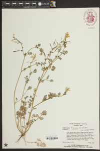 Corydalis flavula image