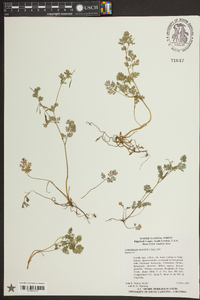 Corydalis flavula image