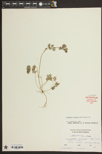 Corydalis flavula image