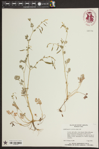 Corydalis flavula image