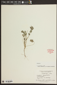 Corydalis flavula image