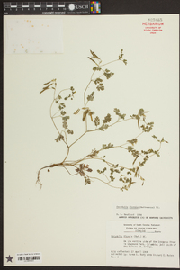 Corydalis flavula image