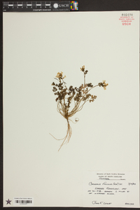 Corydalis flavula image