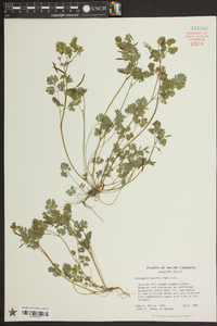 Corydalis flavula image