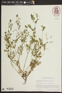 Corydalis flavula image