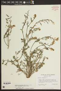 Corydalis micrantha image