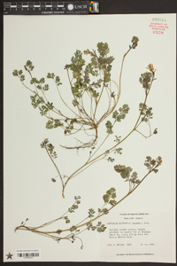 Corydalis micrantha image