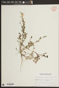 Corydalis micrantha image