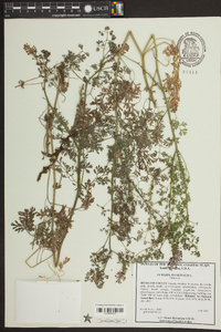 Fumaria officinalis image