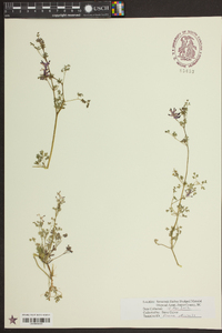 Fumaria officinalis image