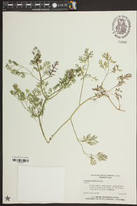 Fumaria officinalis image