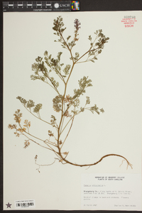 Fumaria officinalis image