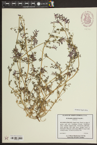 Fumaria officinalis image