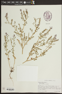 Fumaria officinalis image