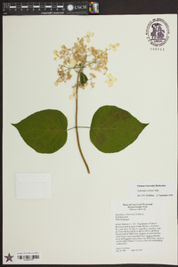 Hydrangea radiata image