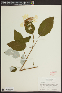 Hydrangea arborescens subsp. radiata image