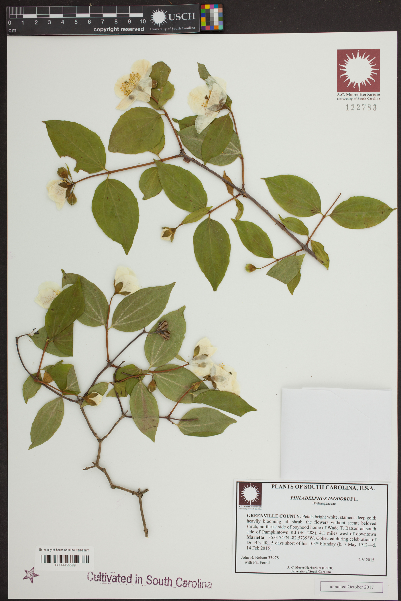 Philadelphus inodorus image