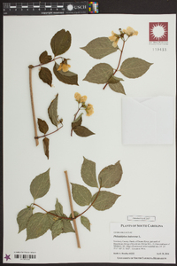 Philadelphus inodorus image