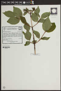 Philadelphus inodorus image