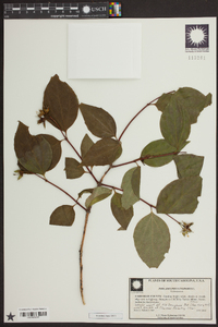 Philadelphus inodorus image