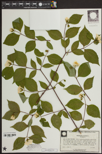 Philadelphus inodorus image