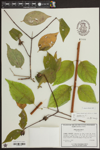 Philadelphus inodorus image