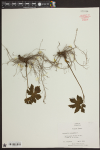 Hydrastis canadensis image