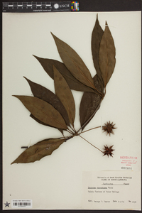 Illicium floridanum image