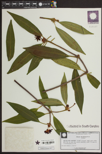 Illicium parviflorum image