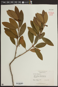 Illicium anisatum image