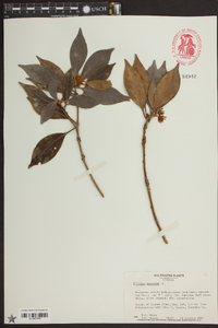 Illicium anisatum image