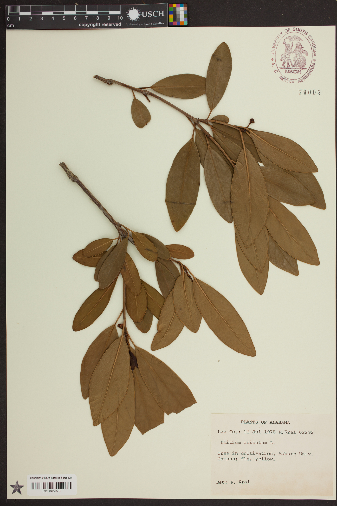 Illicium anisatum image