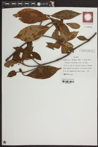 Illicium floridanum image