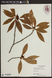 Illicium floridanum image