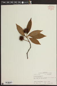 Illicium floridanum image