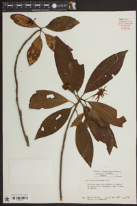 Illicium floridanum image