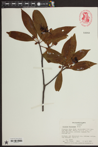 Illicium floridanum image