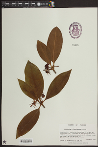 Illicium floridanum image