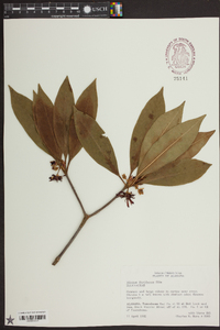 Illicium floridanum image