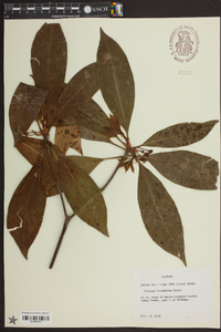 Illicium floridanum image